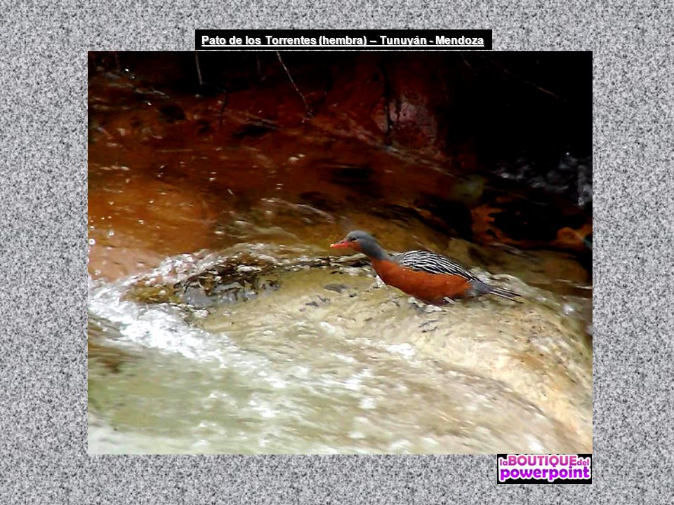 Pato de los Torrentes (hembra) – Tunuyán - Mendoza