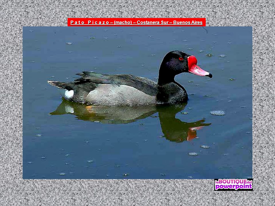 P a t o P i c a z o – (macho) – Costanera Sur – Buenos Aires