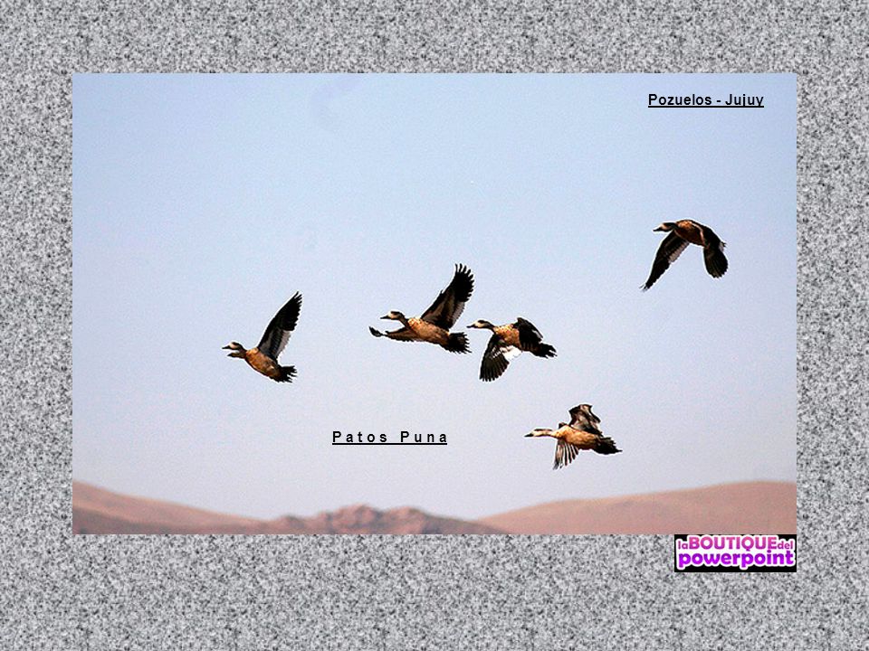 Pozuelos - Jujuy P a t o s P u n a