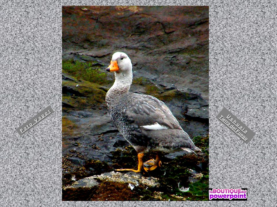 P a t o V a p o r Tierra del Fuego U s h u a i a