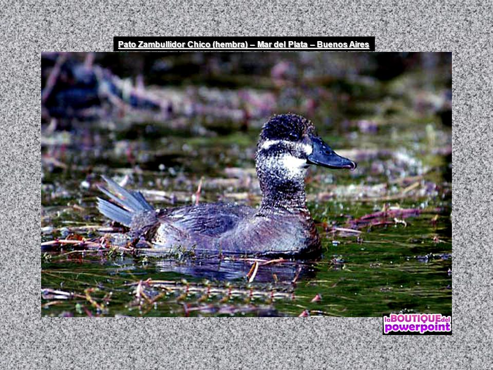 Pato Zambullidor Chico (hembra) – Mar del Plata – Buenos Aires