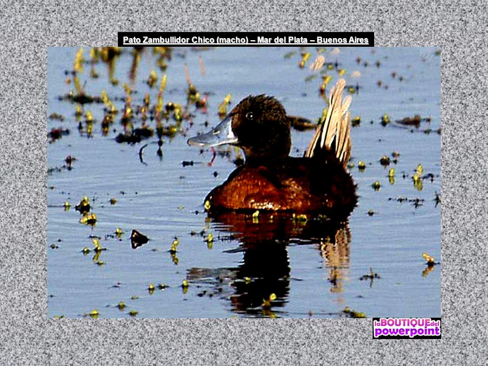 Pato Zambullidor Chico (macho) – Mar del Plata – Buenos Aires