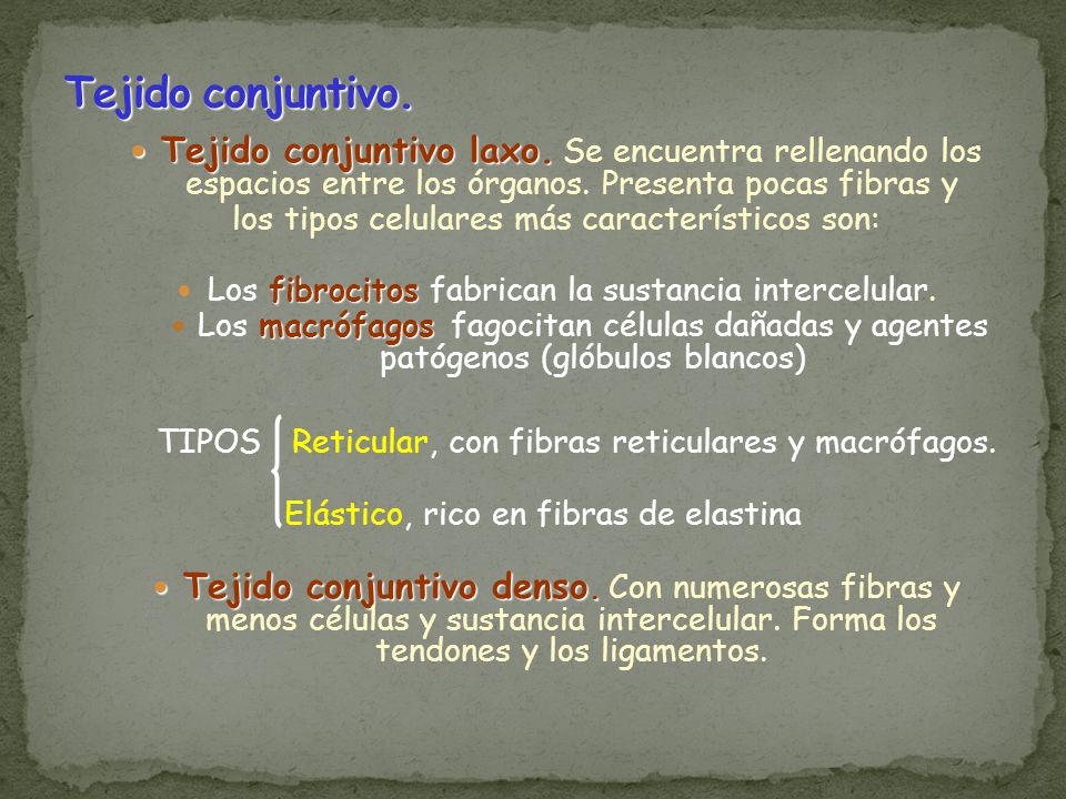 Tejido conjuntivo. Tejido conjuntivo laxo. Se encuentra rellenando los espacios entre los órganos. Presenta pocas fibras y.