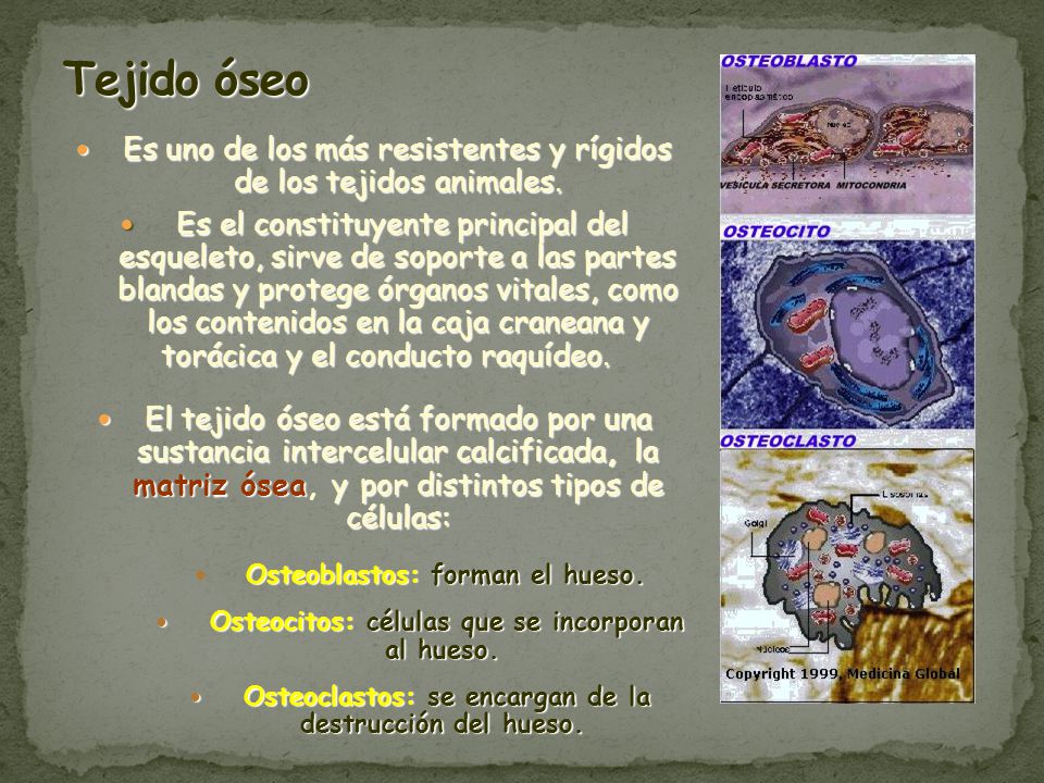 Tejido óseo Es uno de los más resistentes y rígidos de los tejidos animales.
