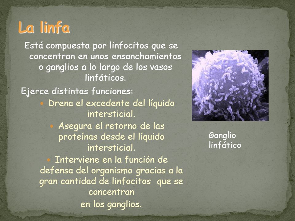La linfa Está compuesta por linfocitos que se concentran en unos ensanchamientos o ganglios a lo largo de los vasos linfáticos.