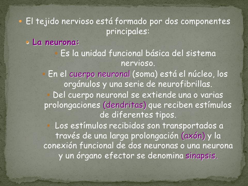 El tejido nervioso está formado por dos componentes principales: