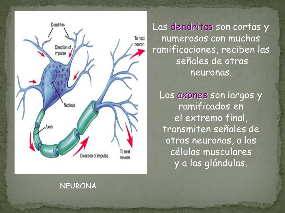 Las dendritas son cortas y numerosas con muchas