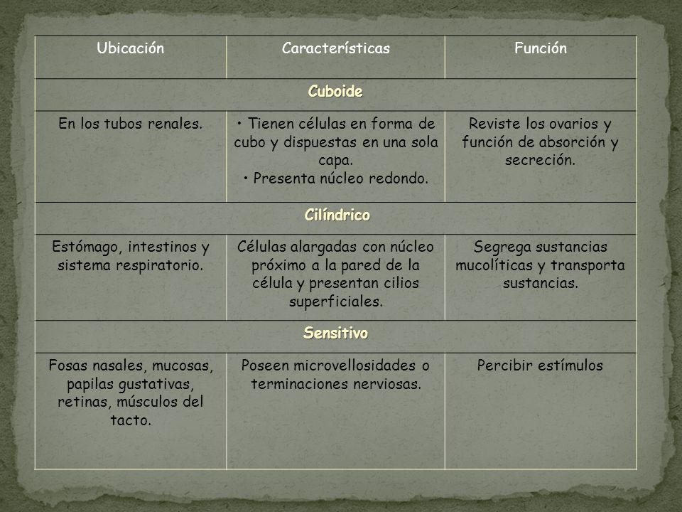 • Tienen células en forma de cubo y dispuestas en una sola capa.