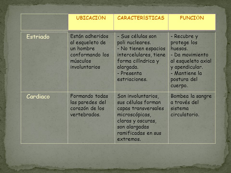 UBICACIÓN CARACTERÍSTICAS. FUNCIÓN. Estriado. Están adheridos al esqueleto de un hombre conformando los músculos involuntarios.