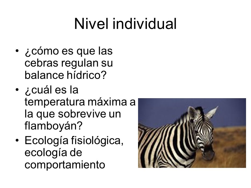 Nivel individual ¿cómo es que las cebras regulan su balance hídrico