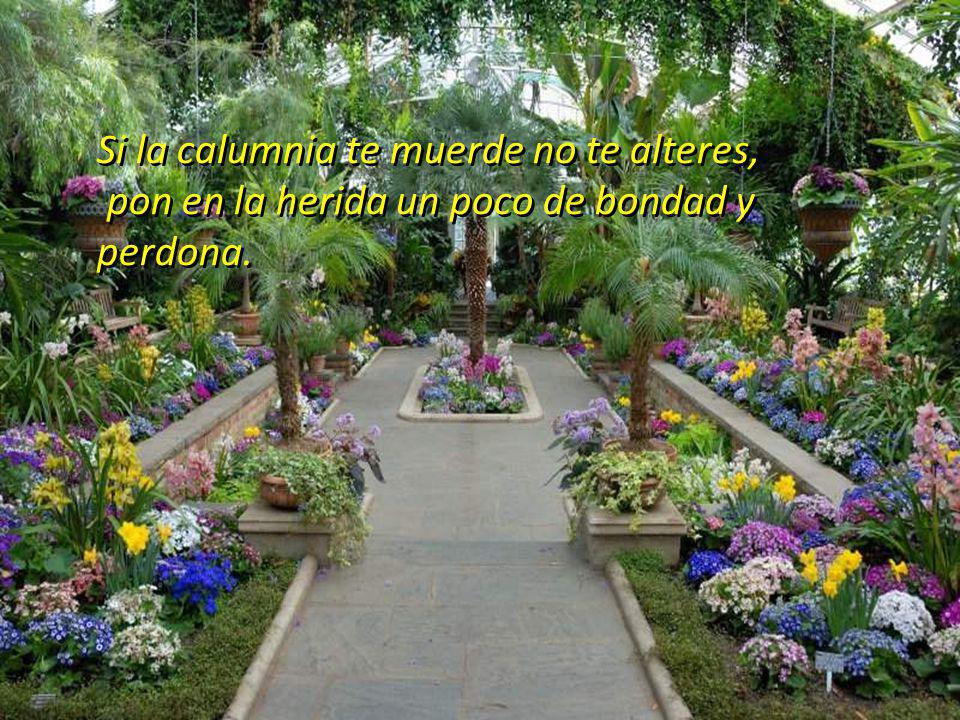 Si la calumnia te muerde no te alteres, pon en la herida un poco de bondad y perdona.