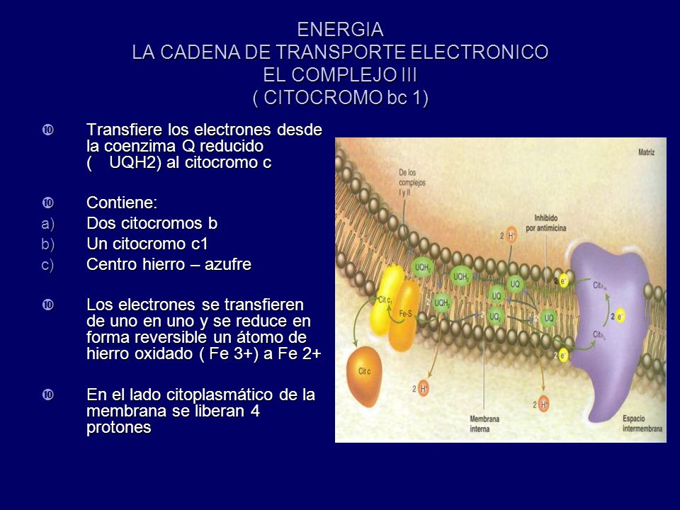 ENERGIA LA CADENA DE TRANSPORTE ELECTRONICO EL COMPLEJO III ( CITOCROMO bc 1)