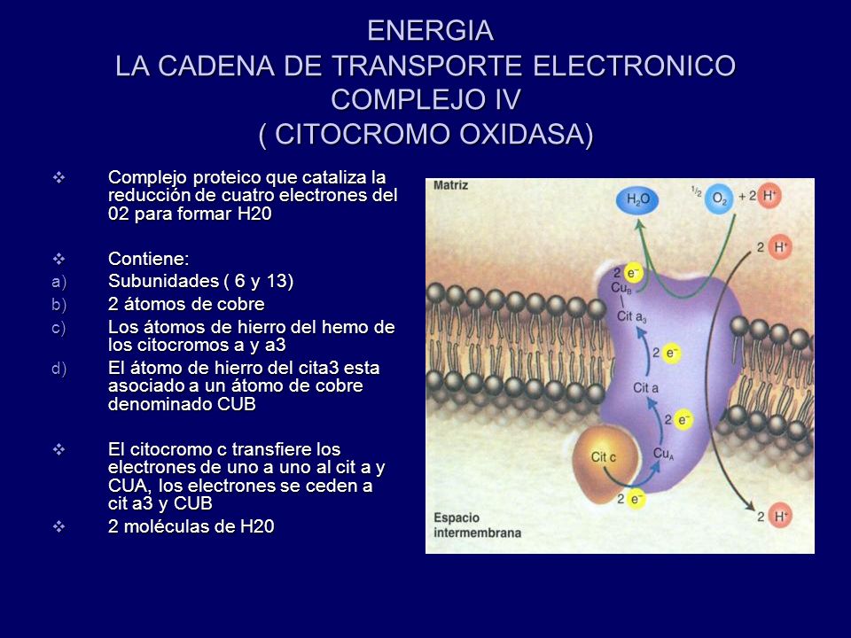 ENERGIA LA CADENA DE TRANSPORTE ELECTRONICO COMPLEJO IV ( CITOCROMO OXIDASA)