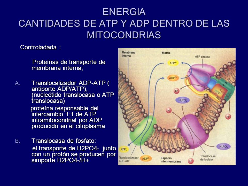 ENERGIA CANTIDADES DE ATP Y ADP DENTRO DE LAS MITOCONDRIAS