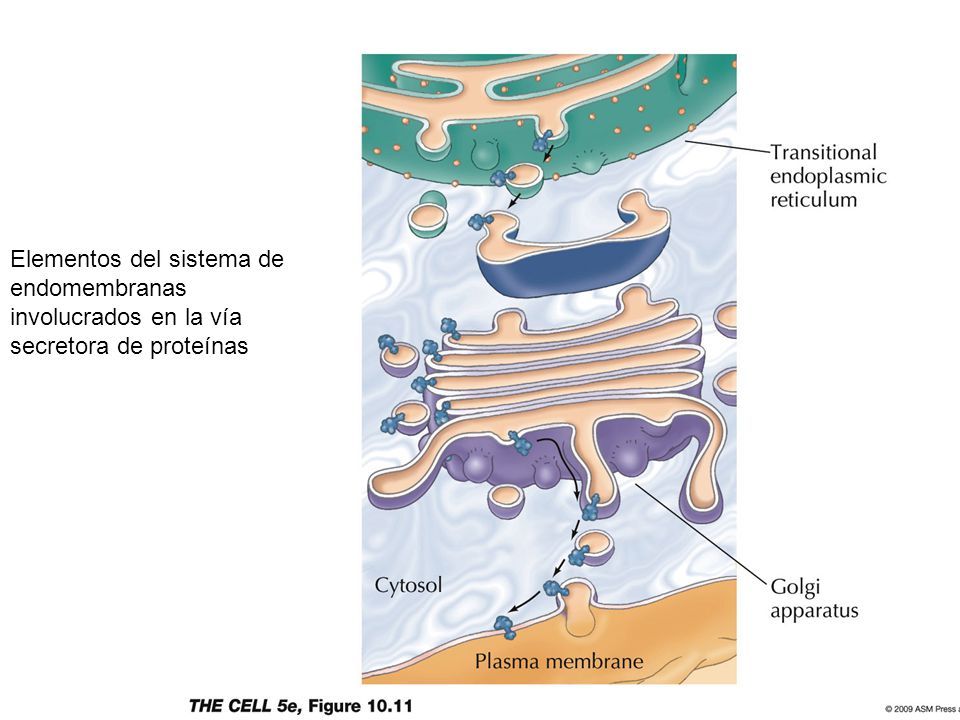 Elementos del sistema de endomembranas involucrados en la vía secretora de proteínas