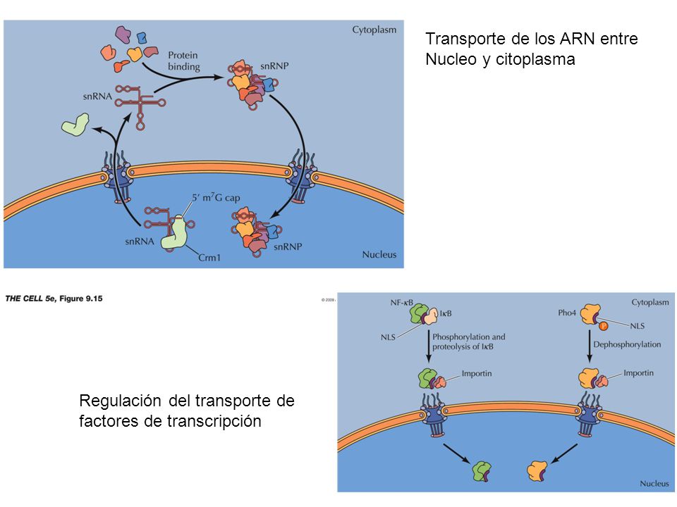 Transporte de los ARN entre Nucleo y citoplasma