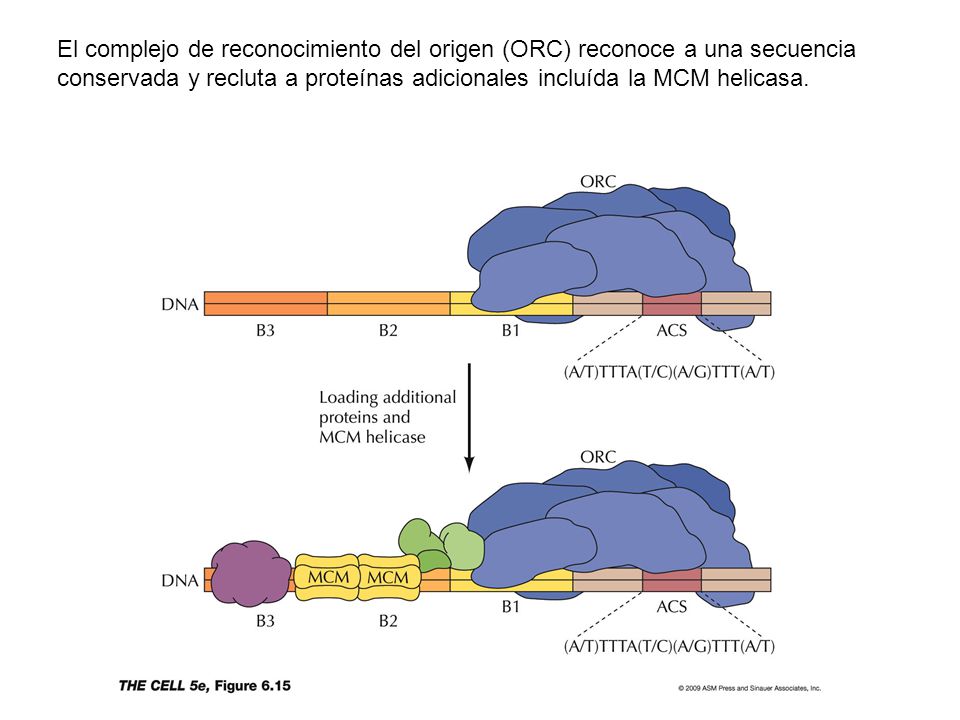 El complejo de reconocimiento del origen (ORC) reconoce a una secuencia