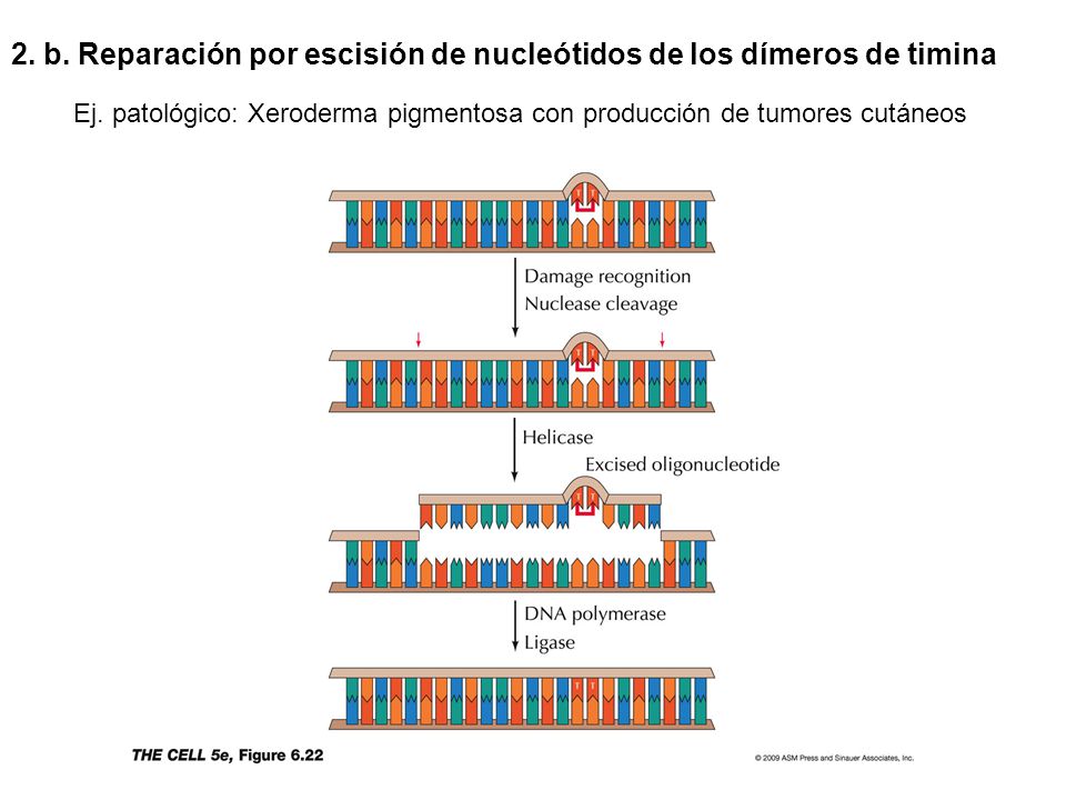 2. b. Reparación por escisión de nucleótidos de los dímeros de timina