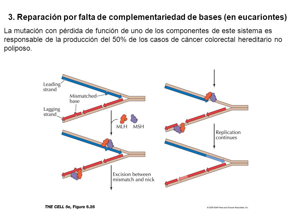 3. Reparación por falta de complementariedad de bases (en eucariontes)