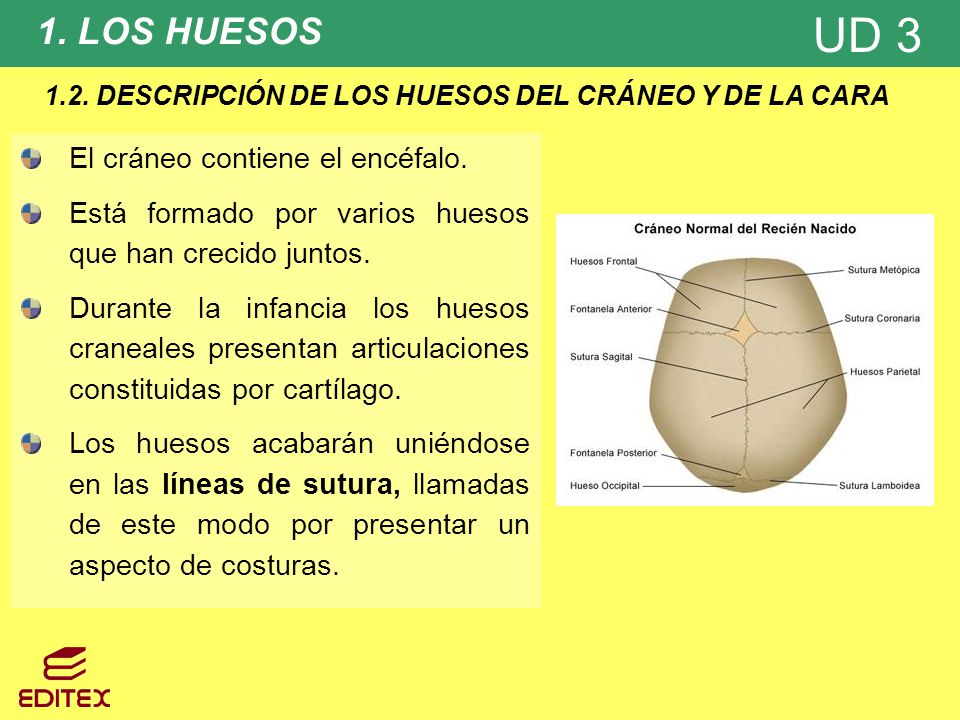 1.2. DESCRIPCIÓN DE LOS HUESOS DEL CRÁNEO Y DE LA CARA