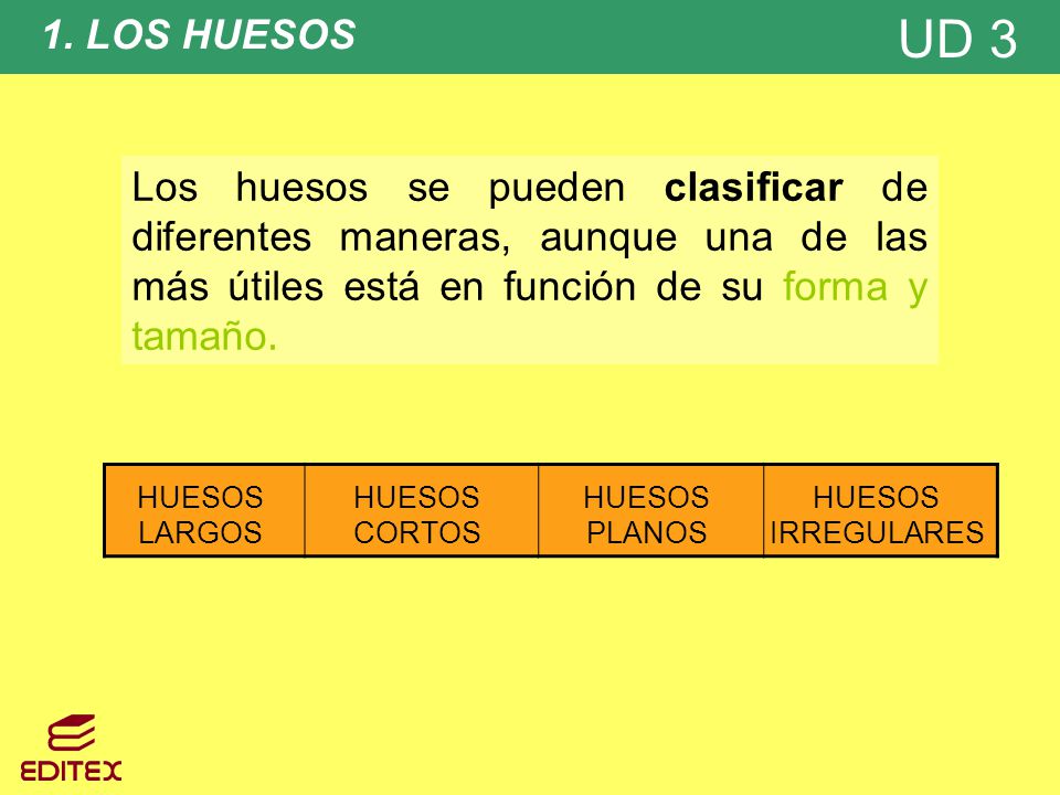1. LOS HUESOS Los huesos se pueden clasificar de diferentes maneras, aunque una de las más útiles está en función de su forma y tamaño.