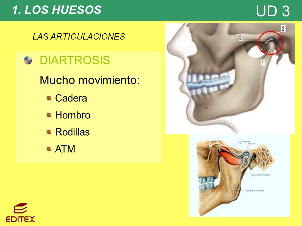 1. LOS HUESOS DIARTROSIS Mucho movimiento: Cadera Hombro Rodillas ATM