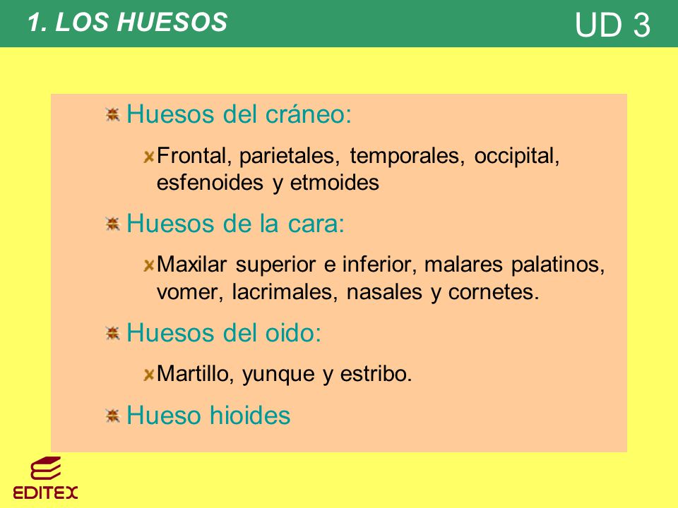 1. LOS HUESOS Huesos del cráneo: Huesos de la cara: Huesos del oido:
