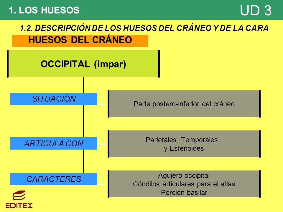 1.2. DESCRIPCIÓN DE LOS HUESOS DEL CRÁNEO Y DE LA CARA