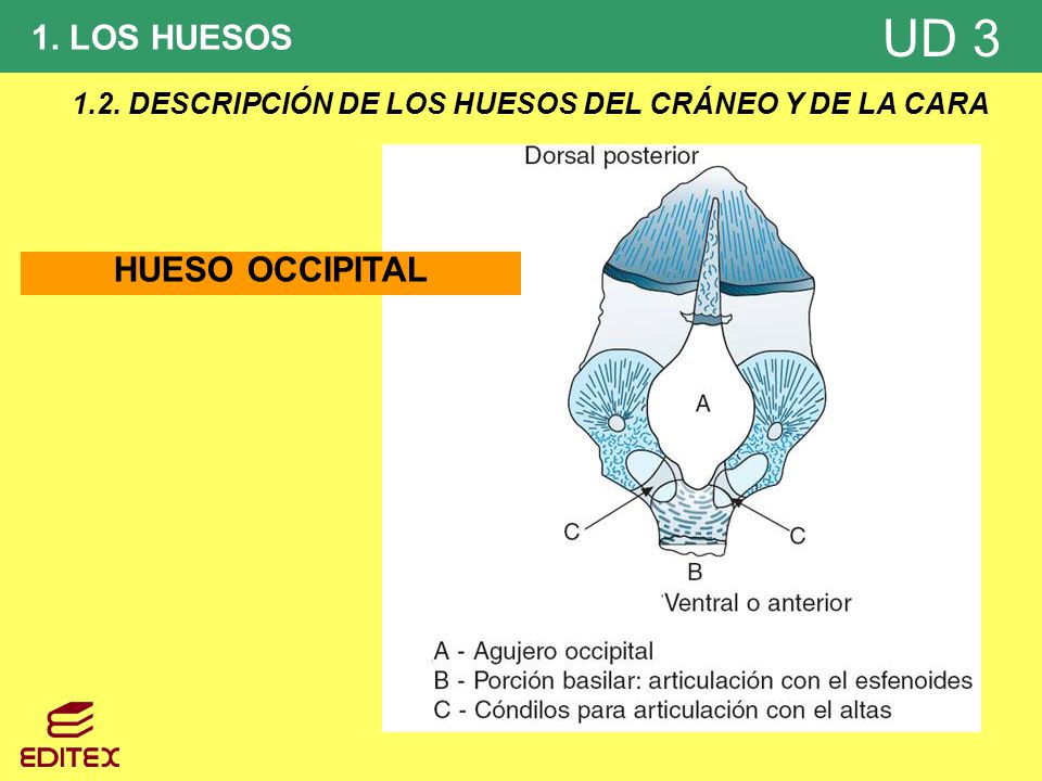 1.2. DESCRIPCIÓN DE LOS HUESOS DEL CRÁNEO Y DE LA CARA