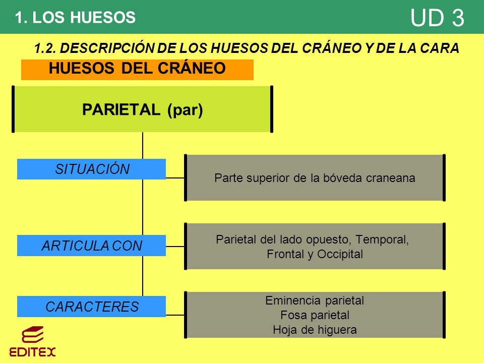 1.2. DESCRIPCIÓN DE LOS HUESOS DEL CRÁNEO Y DE LA CARA