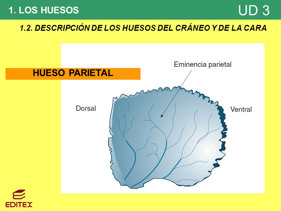 1.2. DESCRIPCIÓN DE LOS HUESOS DEL CRÁNEO Y DE LA CARA