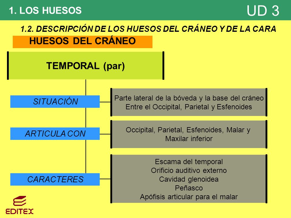 1.2. DESCRIPCIÓN DE LOS HUESOS DEL CRÁNEO Y DE LA CARA