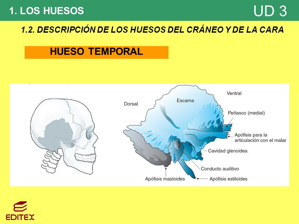 1.2. DESCRIPCIÓN DE LOS HUESOS DEL CRÁNEO Y DE LA CARA