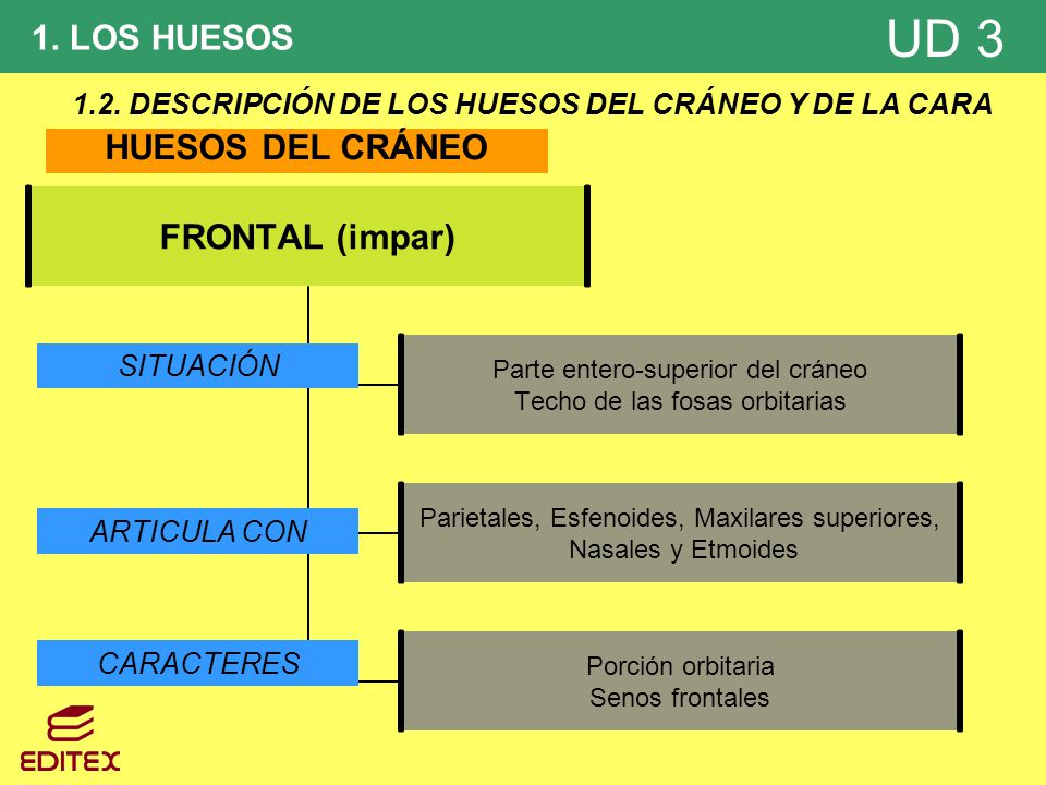 1.2. DESCRIPCIÓN DE LOS HUESOS DEL CRÁNEO Y DE LA CARA
