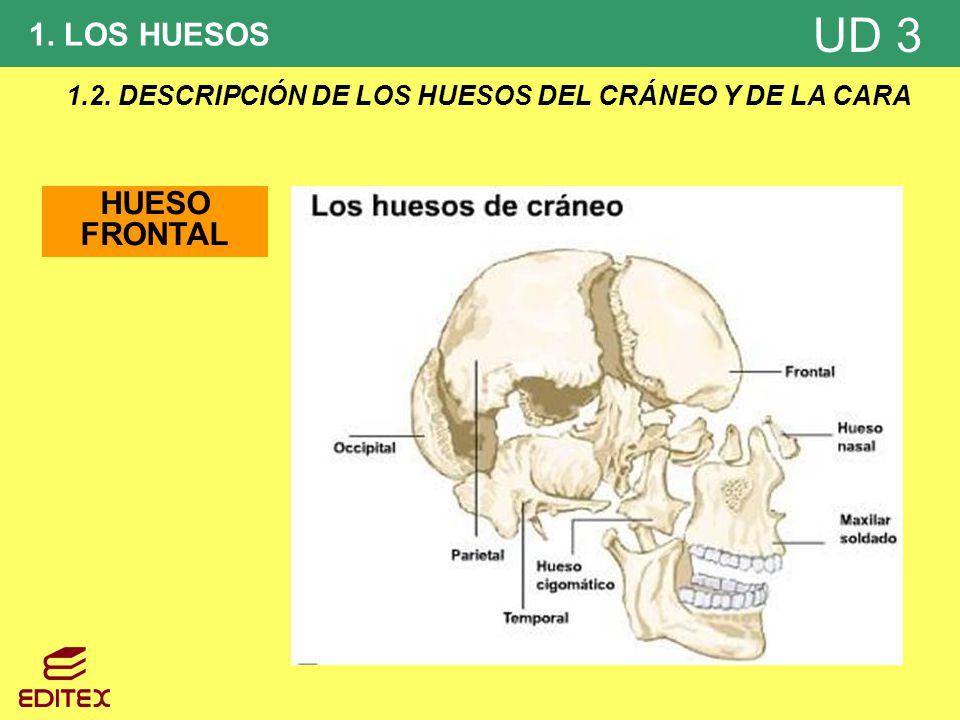 1.2. DESCRIPCIÓN DE LOS HUESOS DEL CRÁNEO Y DE LA CARA