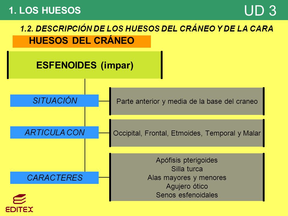 1.2. DESCRIPCIÓN DE LOS HUESOS DEL CRÁNEO Y DE LA CARA