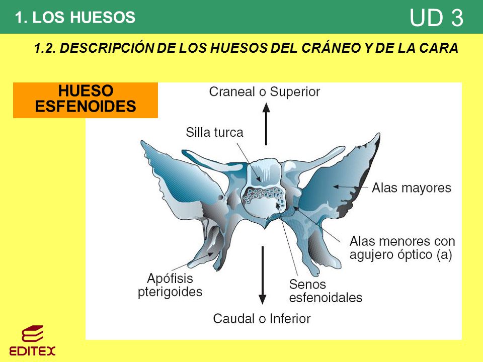 1.2. DESCRIPCIÓN DE LOS HUESOS DEL CRÁNEO Y DE LA CARA