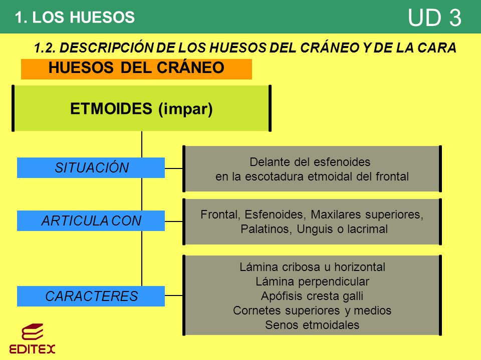 1.2. DESCRIPCIÓN DE LOS HUESOS DEL CRÁNEO Y DE LA CARA