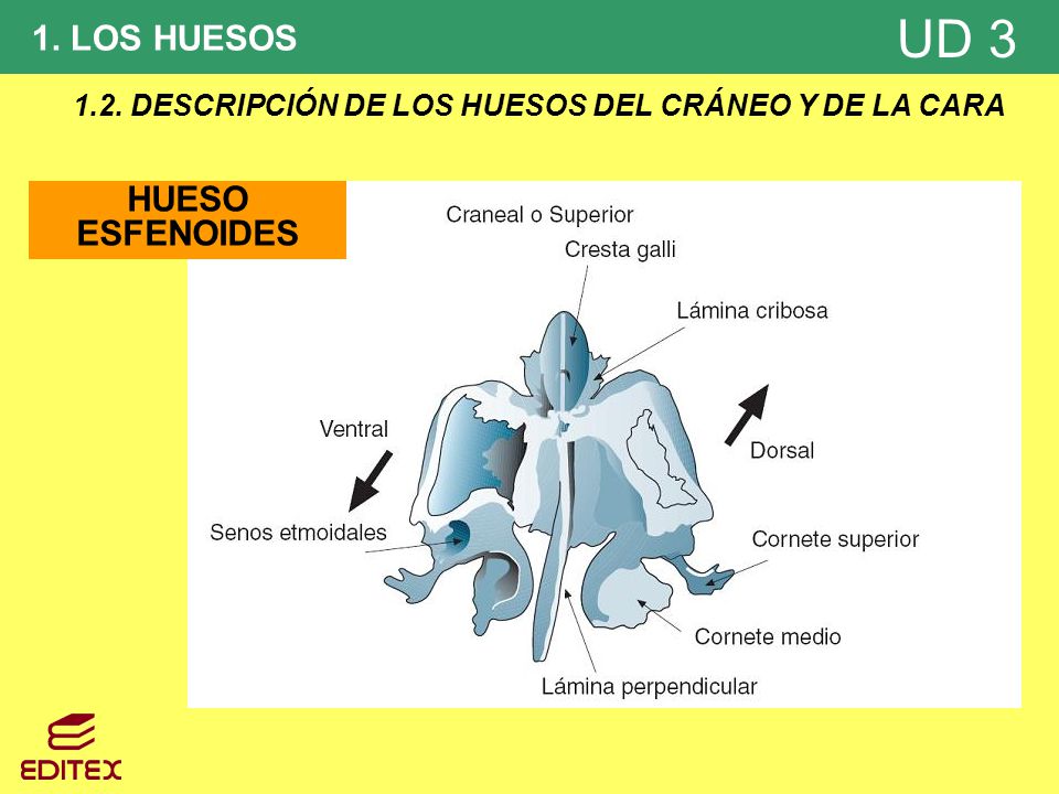 1.2. DESCRIPCIÓN DE LOS HUESOS DEL CRÁNEO Y DE LA CARA
