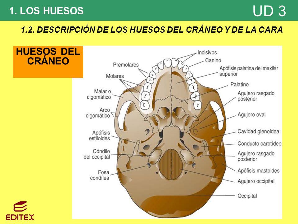 1.2. DESCRIPCIÓN DE LOS HUESOS DEL CRÁNEO Y DE LA CARA