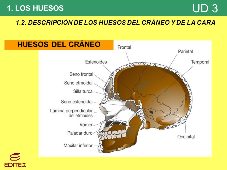 1.2. DESCRIPCIÓN DE LOS HUESOS DEL CRÁNEO Y DE LA CARA