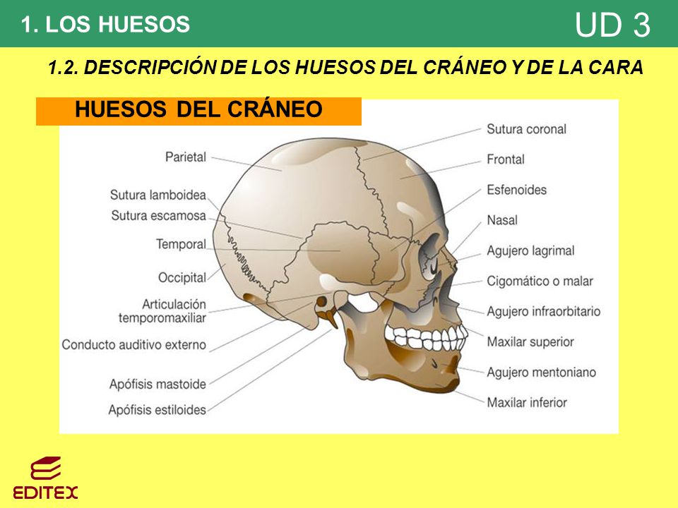 1.2. DESCRIPCIÓN DE LOS HUESOS DEL CRÁNEO Y DE LA CARA