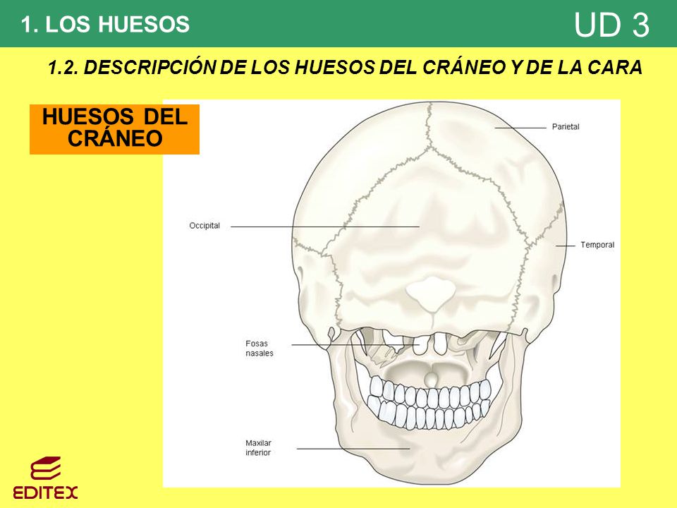 1.2. DESCRIPCIÓN DE LOS HUESOS DEL CRÁNEO Y DE LA CARA