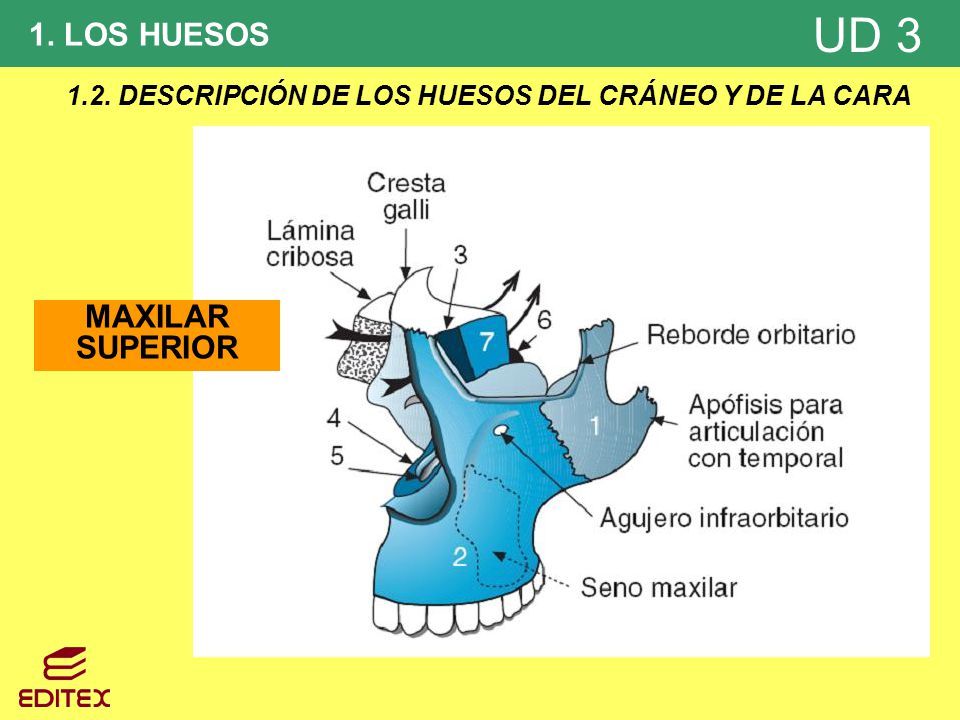 1.2. DESCRIPCIÓN DE LOS HUESOS DEL CRÁNEO Y DE LA CARA