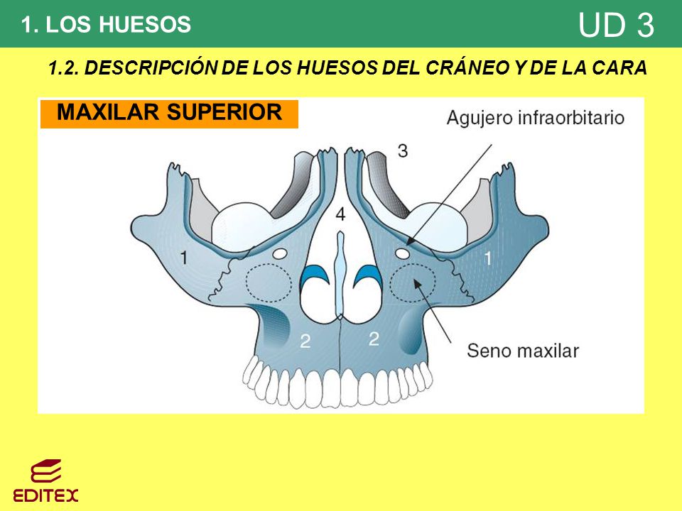 1.2. DESCRIPCIÓN DE LOS HUESOS DEL CRÁNEO Y DE LA CARA