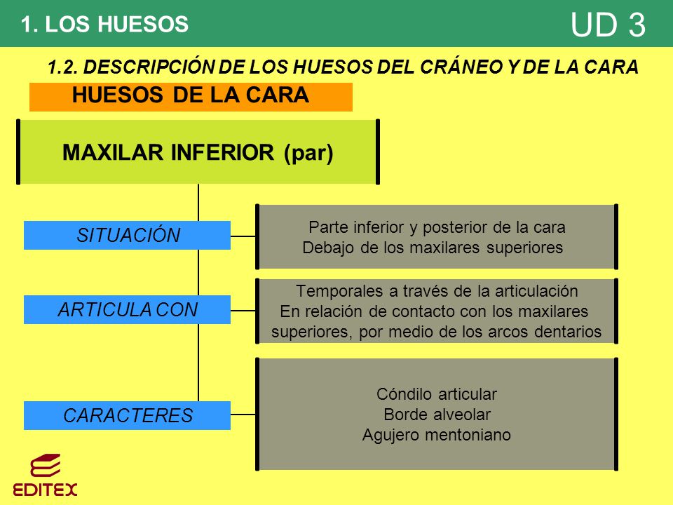 1.2. DESCRIPCIÓN DE LOS HUESOS DEL CRÁNEO Y DE LA CARA