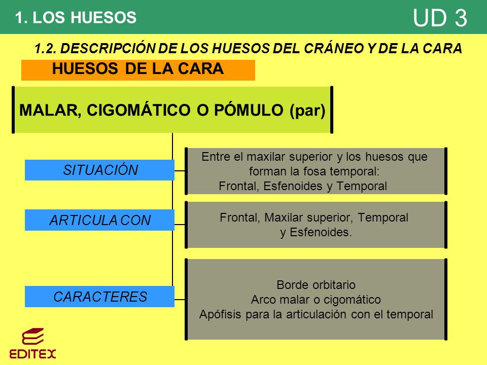 1.2. DESCRIPCIÓN DE LOS HUESOS DEL CRÁNEO Y DE LA CARA