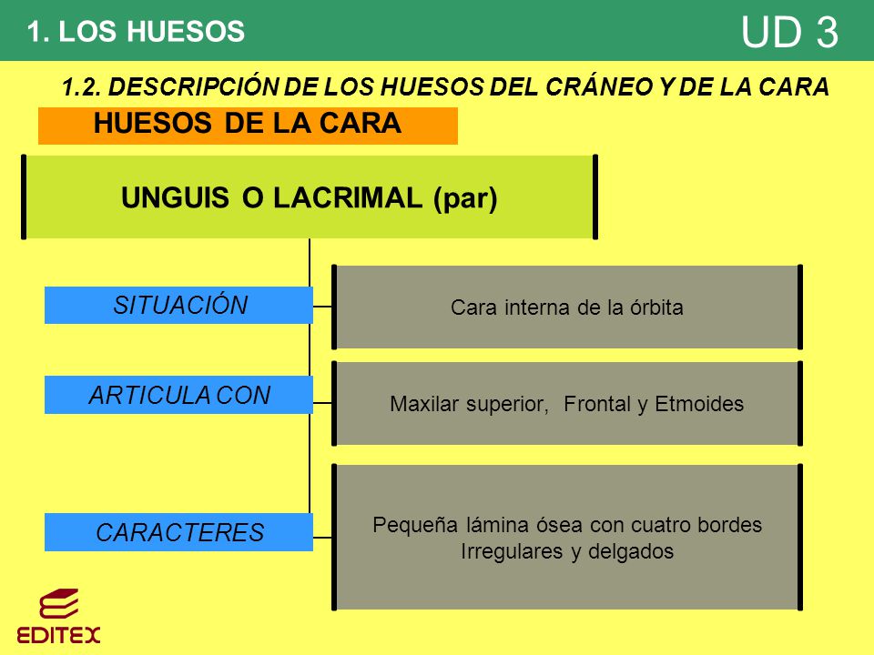 1.2. DESCRIPCIÓN DE LOS HUESOS DEL CRÁNEO Y DE LA CARA