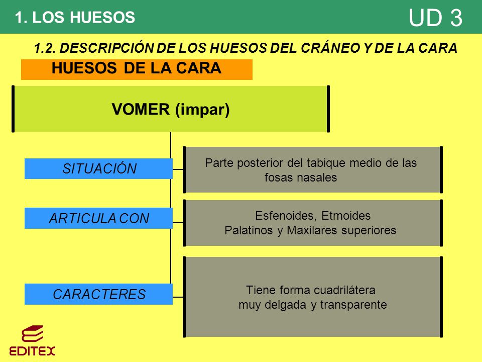 1.2. DESCRIPCIÓN DE LOS HUESOS DEL CRÁNEO Y DE LA CARA