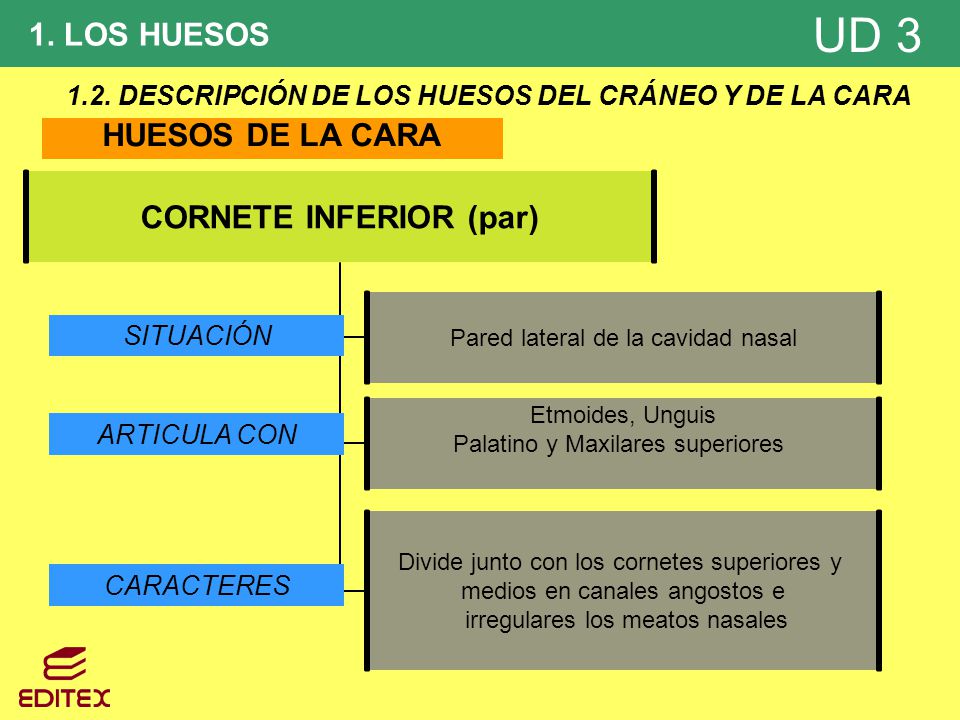 1.2. DESCRIPCIÓN DE LOS HUESOS DEL CRÁNEO Y DE LA CARA